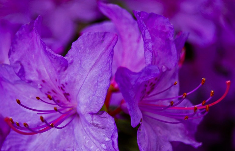 2 Quote A Flower - Purple Rhododendron - 2 Quote A Flower