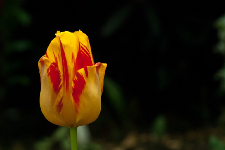 2 Quote A Flower Daily - Fire Tulip