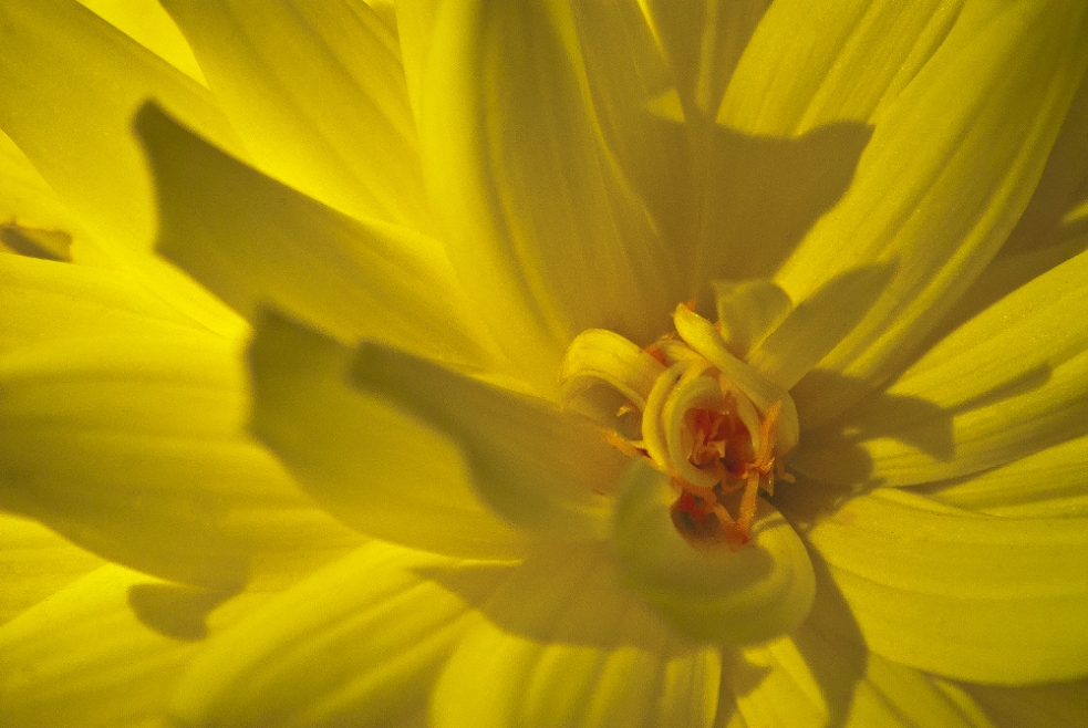 2 Quote A Flower Daily - Yellow Dahlia Abstract