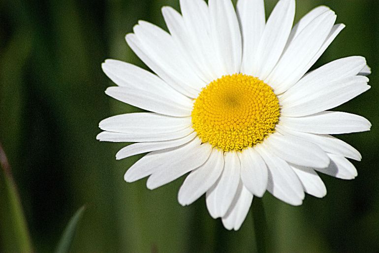 2 Quote A Flower Daily - Daisy