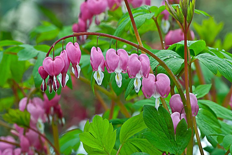 2 Quote A Flower Daily - Bleeding Hearts