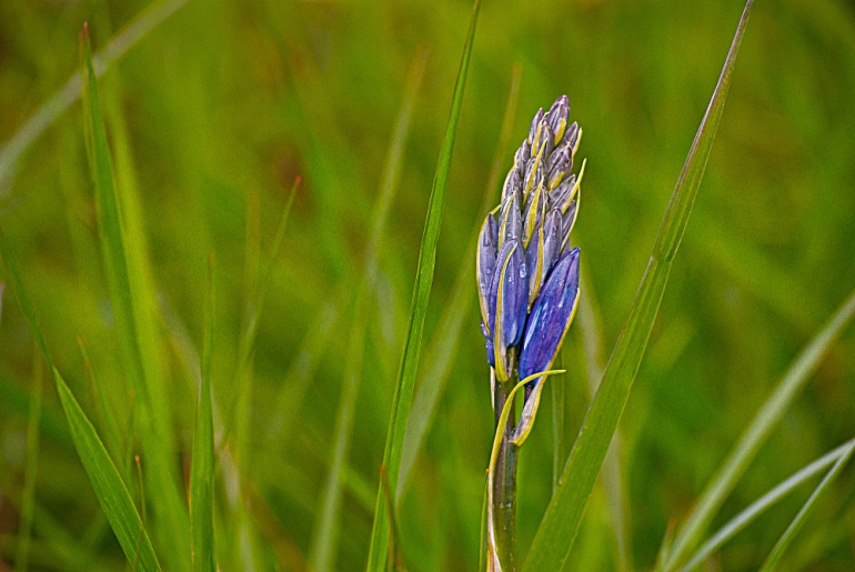 2 Quote A Flower Daily - Camas Pod