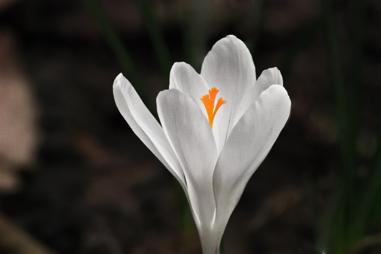 2 Quote A Flower Daily - Crocus Glow