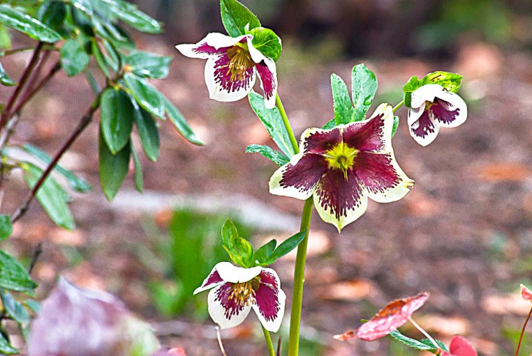 2 Quote A Flower Daily - Purple Hellebore