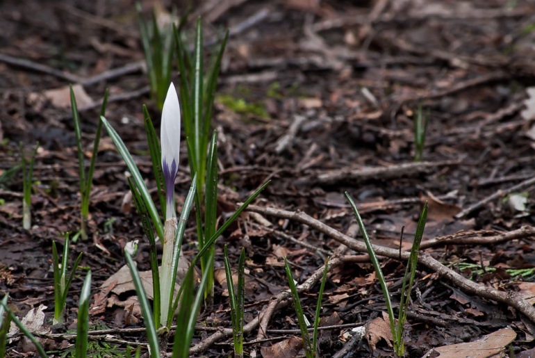 2 Quote A Flower Daily - White Crocus