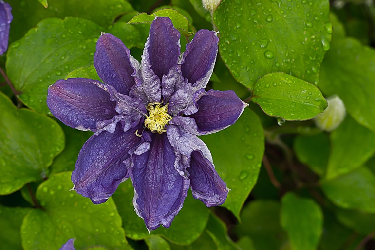 2 Quote A Flower Daily - Purple Clematis