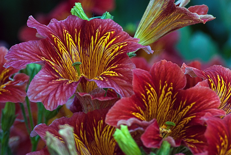 2 Quote A Flower Daily - Royal Red Salpiglossis