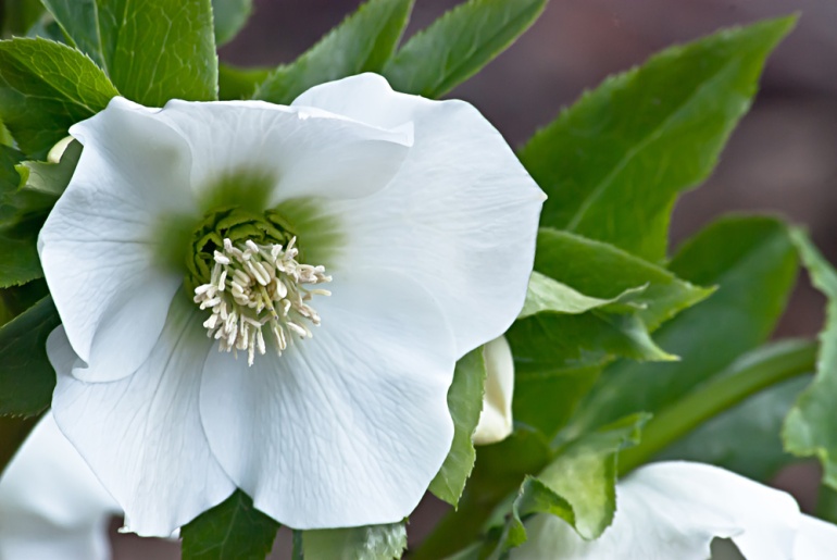 2 Quote A Flower - White Hellebore
