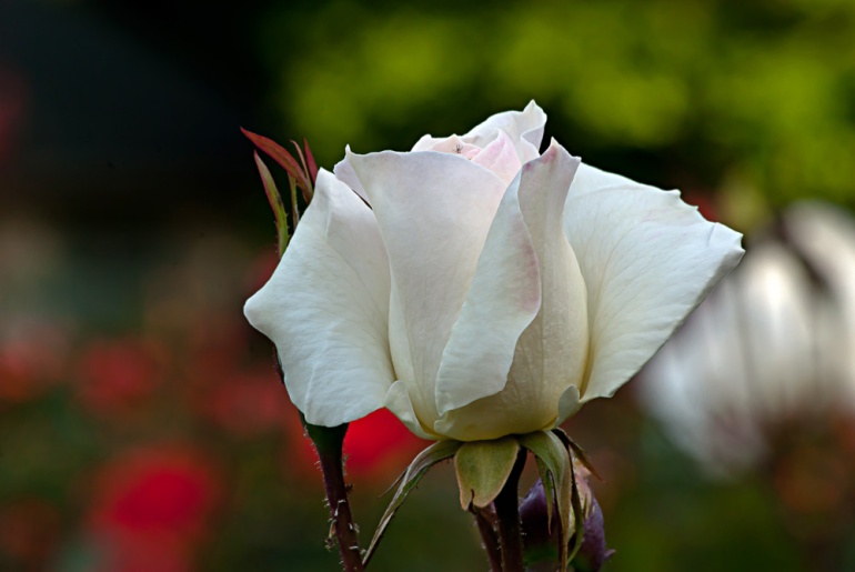 2 Quote A Flower Daily - White Simplicity Rose Bud