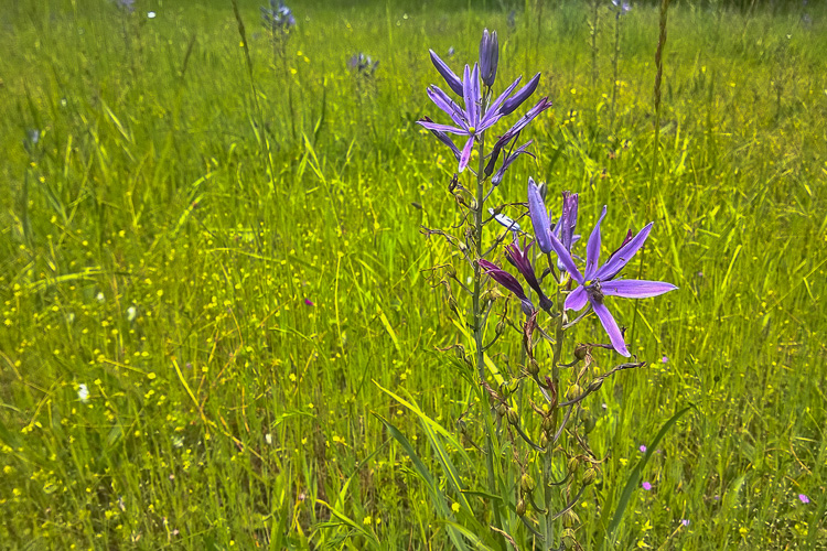 2 Quote A Flower Daily - Camas Flower Field 01