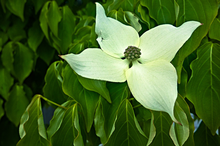 2 Quote A Flower Daily - Korean Dogwood 01