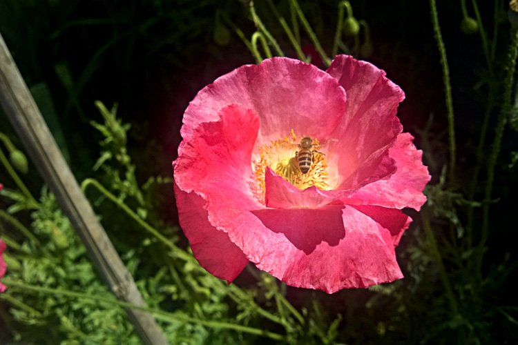 2 Quote A Flower Daily - Poppy Bee