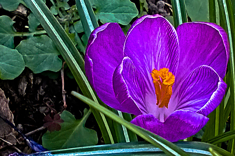 2 Quote A Flower Daily - Purple Crocus 02