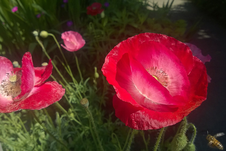 2 Quote A Flower Daily - Red Poppy