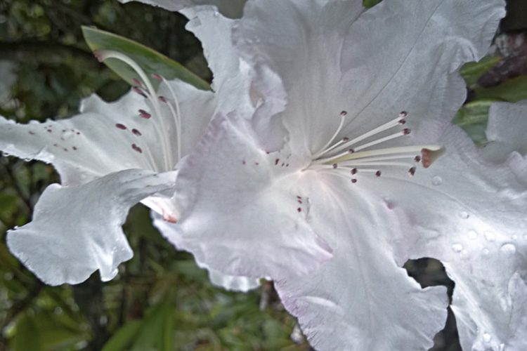 2 Quote A Flower Daily - White Rhododendron