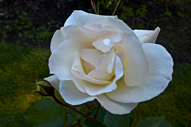 2 Quote A Flower Daily - White Simplicity Rose 01