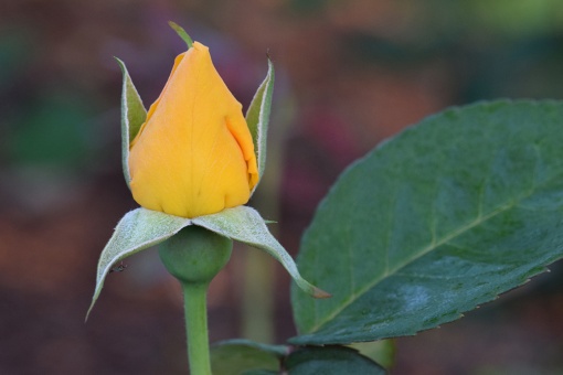 Midas Touch Yellow Rosebud